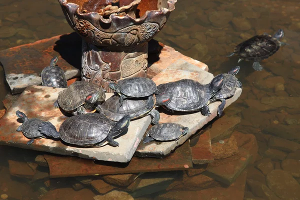 Turtles in pond at zoo — Stock Photo, Image