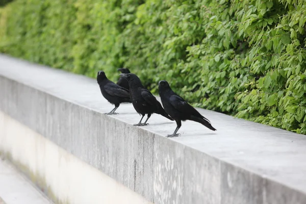 黑乌鸦群 — 图库照片