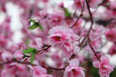 Yeni gelişen ağaç dalı