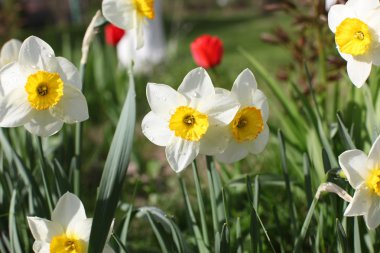 Çiçeği bahar çiçekleri