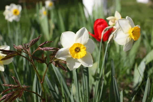 Fioritura fiori primaverili — Foto Stock