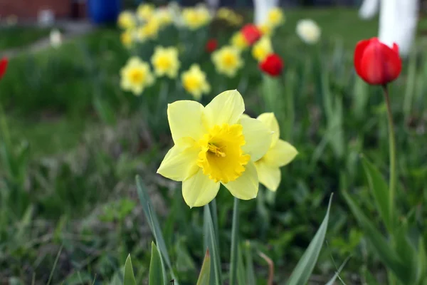 Fioritura fiori primaverili — Foto Stock