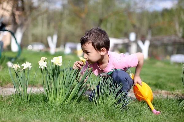 Little boy smelling flowers Royalty Free Stock Images