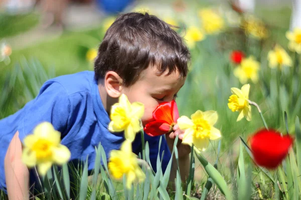 Little boy smelling flowers Stock Picture