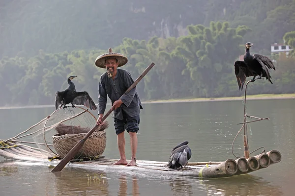 Uomo cinese pesca con cormorani uccelli — Foto Stock