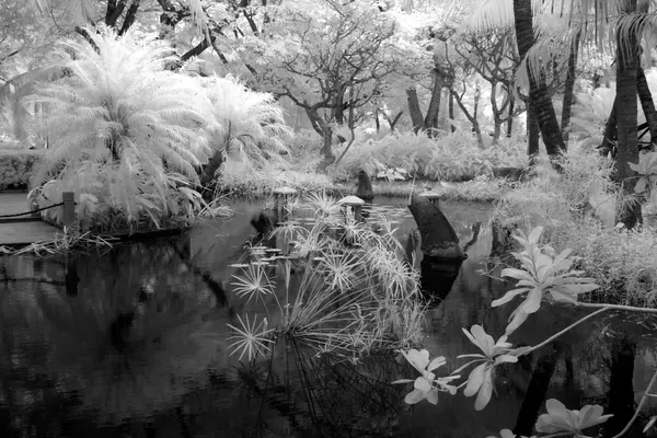 Old chinese garden, south China — Stock Photo, Image