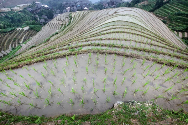 龙脊梯田、 广西省中国 — 图库照片