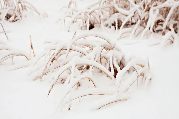 Hierba bajo la nieve . —  Fotos de Stock