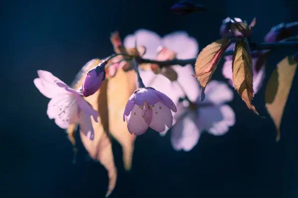 Sakura flores . — Foto de Stock