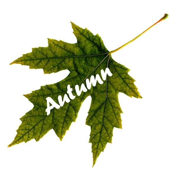 Typographie d'automne. Feuille d'automne . — Image vectorielle