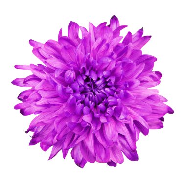 Menekşe Kasımpatı çiçeği