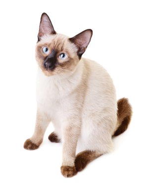 Tay kedi portre