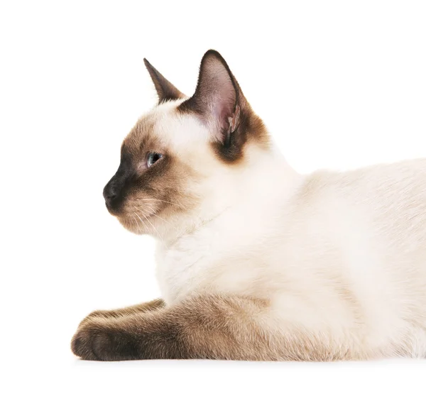 Тайская кошка портрет — стоковое фото