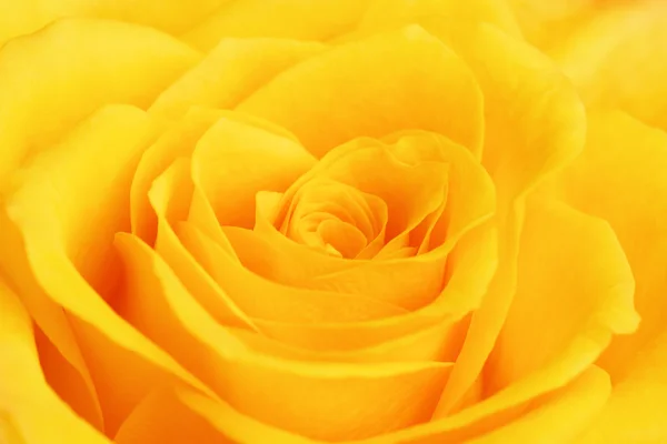 Yellow Rose Flower — Stock Photo, Image