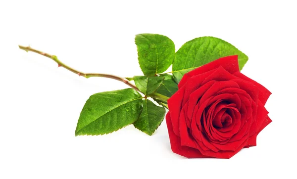 Rosa rossa fiore — Foto Stock