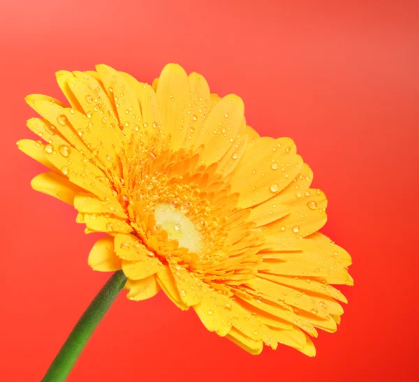 Yellow Gerbera Flower — Stock Photo, Image