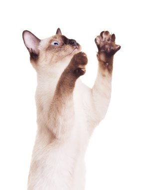 Tay kedi ile yükseltilmiş pençe