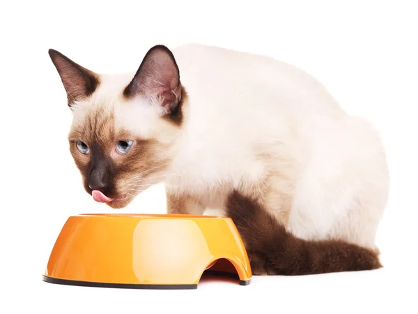 Thai Cat Eats Pet Food — Stock Photo, Image