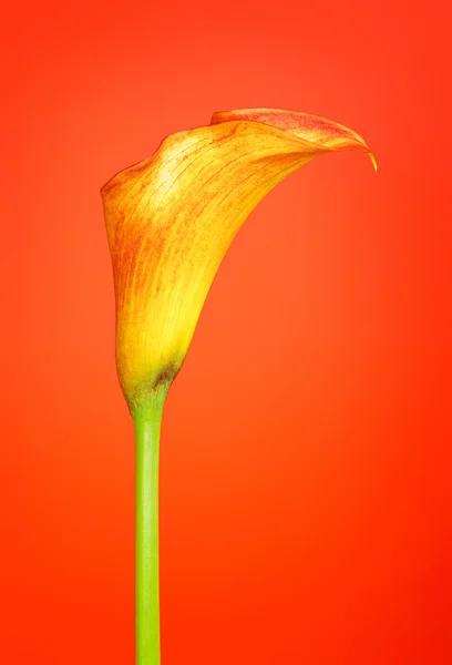 Naranja Calla Lily Flower — Foto de Stock