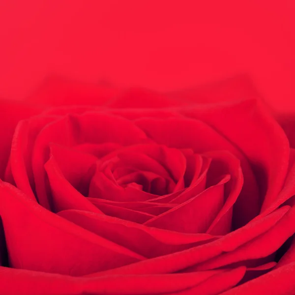 Rosa roja flor — Foto de Stock