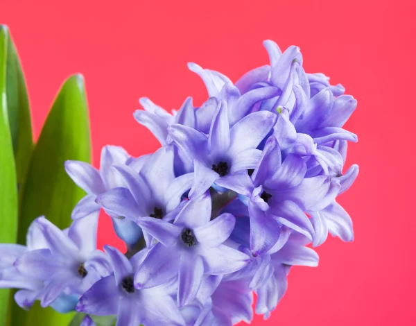 Blue Hyacinth Flower — Stock Photo, Image