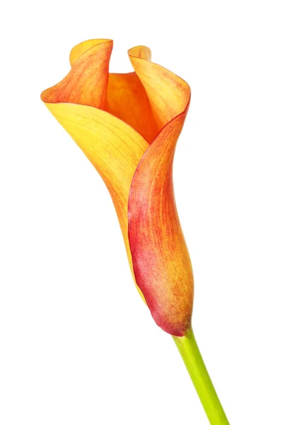 Oranžový Calla Lily Květina — Stock fotografie