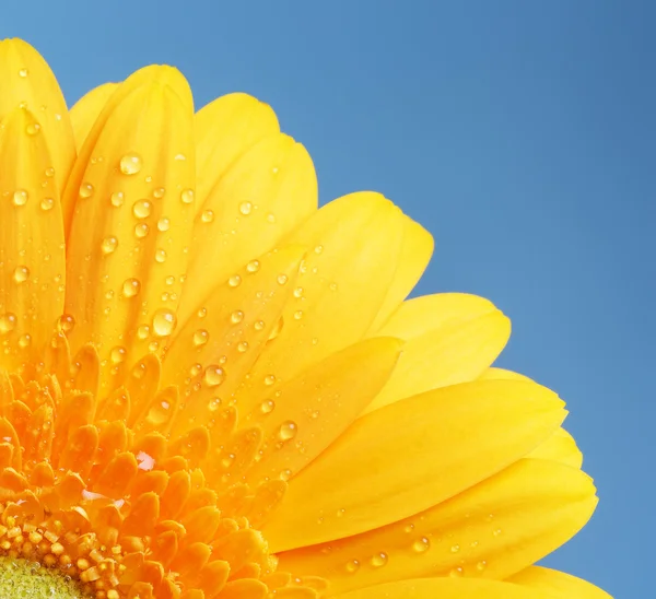 Yellow Gerbera Flower — Stock Photo, Image