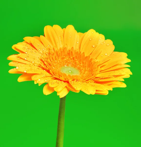 Yellow Gerbera Flower — Stock Photo, Image