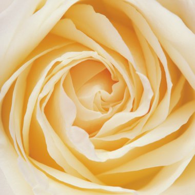 Beyaz gül çiçek yaprakları