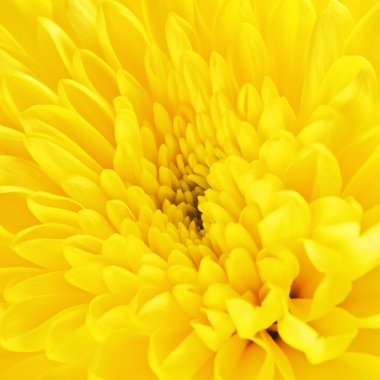 Sarı Kasımpatı Çiçek Yaprakları