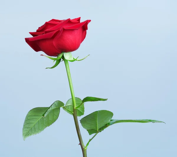 Fleur rose rouge — Photo