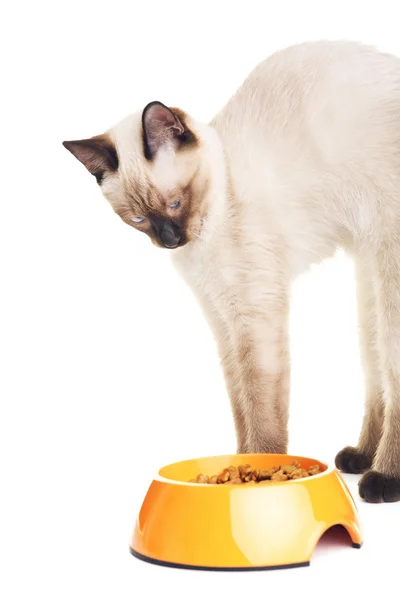 Gato tailandés mirando comida — Foto de Stock