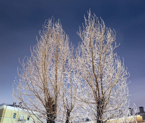 Grenar av träd i rimfrosten — Stockfoto