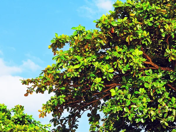 Ramo dell'albero tailandese — Foto Stock