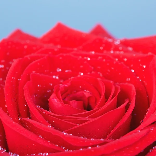 빨간 장미 꽃 — 스톡 사진