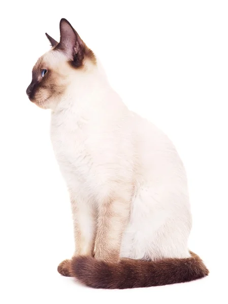 Tay kedi portre — Stok fotoğraf