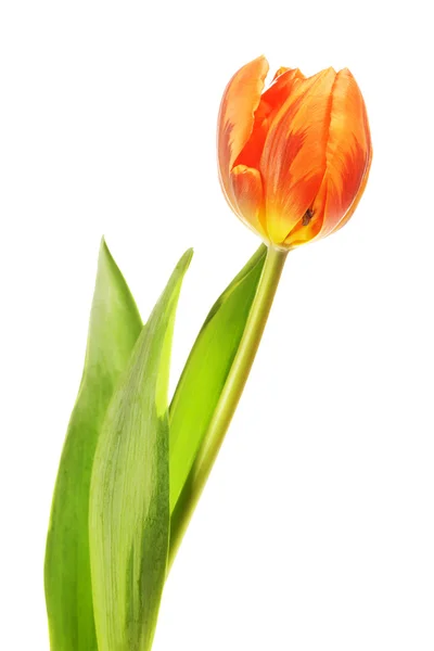 Tulipan pomarańczowy kwiat — Zdjęcie stockowe