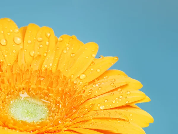 Sarı gerbera çiçek — Stok fotoğraf