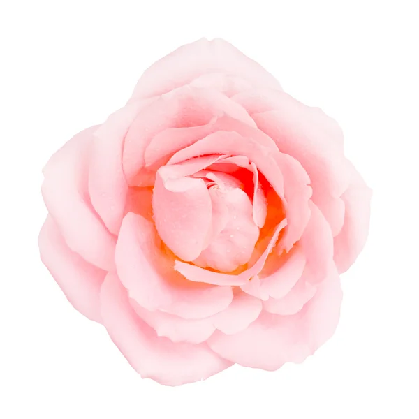 Rosa fiore di rosa — Foto Stock