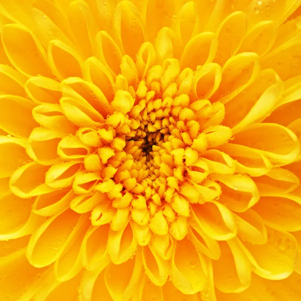 Цветочные лепестки жёлтой хризантемы — стоковое фото