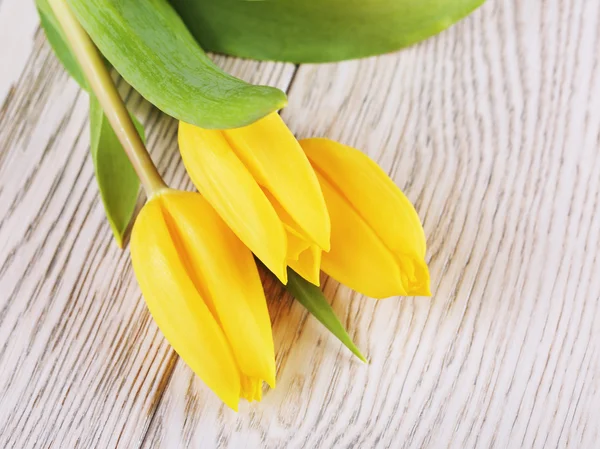 Fleurs de tulipe jaune — Photo