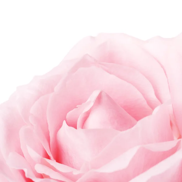 Pink Rose Flower Petals — Stock Photo, Image