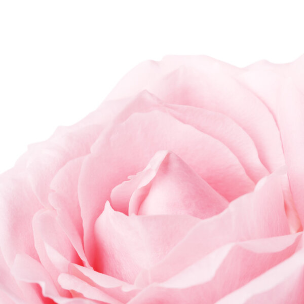 Single pink rose flower, isolated on white, close up
