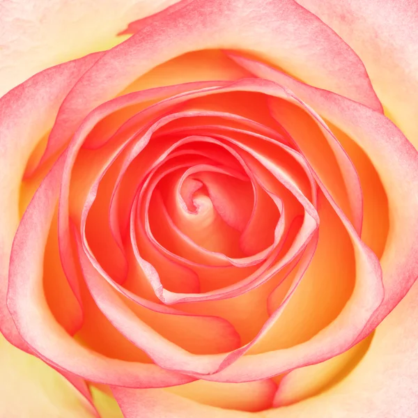 Pink Rose Flower — Stock Photo, Image