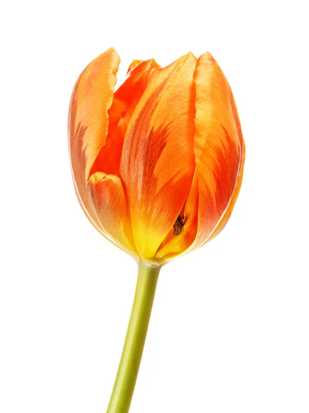 Orange Tulpenblüte — Stockfoto