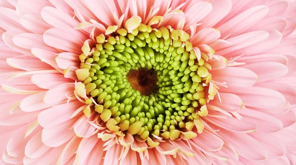 Rózsaszín gerbera százszorszép — Stock Fotó