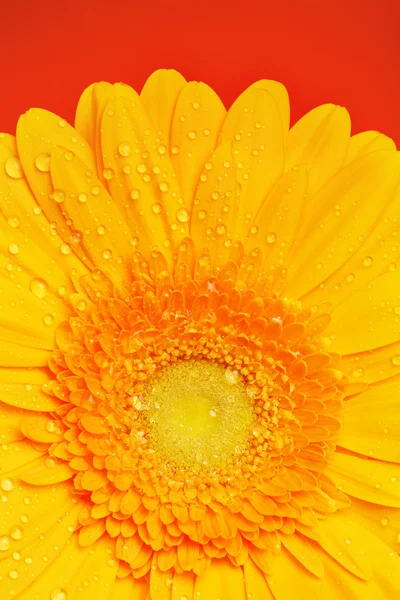 Sarı gerbera çiçek — Stok fotoğraf