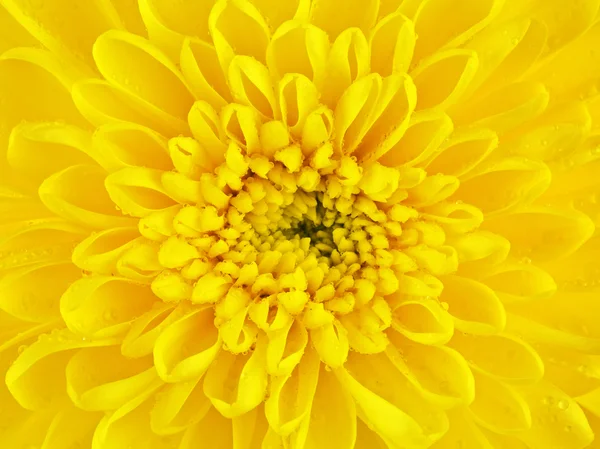 Yellow Chrysanthemum Flower Petals — Stock Photo, Image