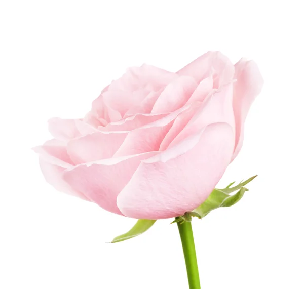 Roze roos bloem Rechtenvrije Stockfoto's