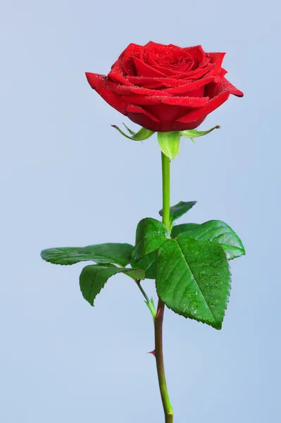 Rote Rosenblüte — Stockfoto